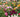 Exclusive: New Rose varieties at RHS Chelsea - Michael Marriott (David Austin) reviews
