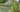 How to plant a shady border