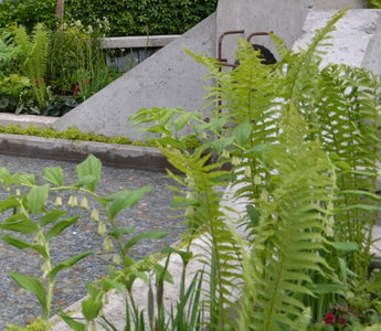 How to plant a shady border