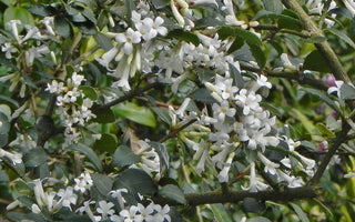 Easy-to-grow Early Spring Flowering Shrubs