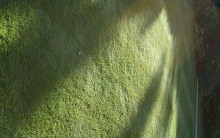 Seasonal Lawn Care; Removing Dead Grass