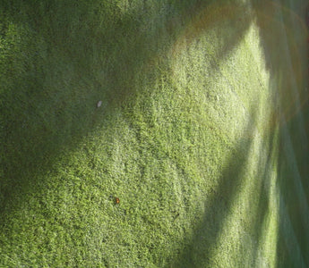 Seasonal Lawn Care; Removing Dead Grass