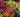 Understanding Plant Classification