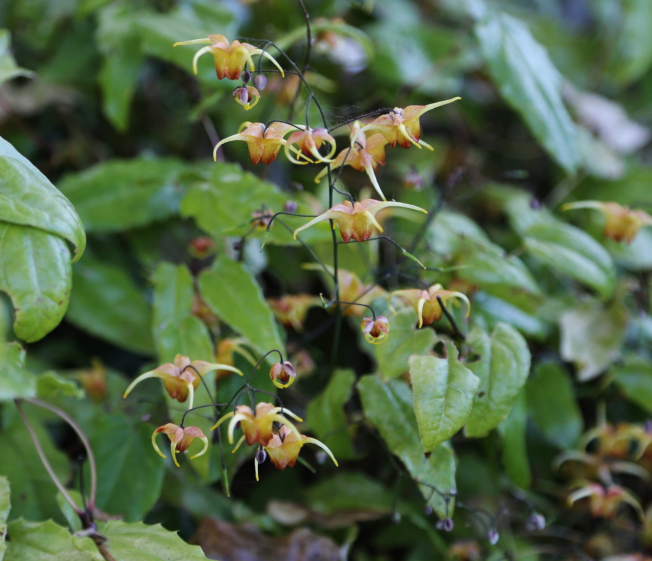 Flowering plants for shade Learning with Experts Staging