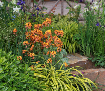 Wallflowers: fashionable and great value