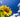 How to Grow Sunflowers: A Step by Step Guide