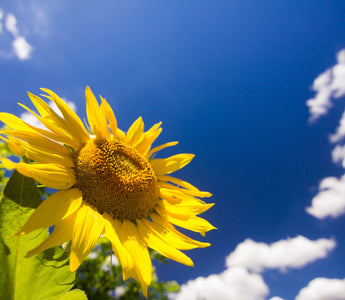 How to Grow Sunflowers: A Step by Step Guide