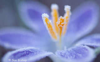 How to photograph frost
