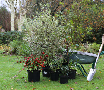 How to Plant Trees & Shrubs
