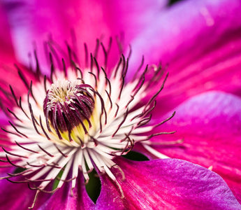 PRESS RELEASE: Flower and Plant Photography with World Class Horticultural Photographer