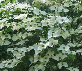 Flowering Dogwoods