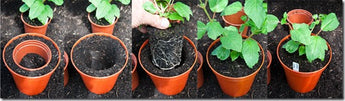 Transplanting: Potting Off and On