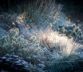 New Year's Resolution: Improve Your Gardening Knowledge