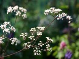 THE Plant of The Chelsea Flower Show this Year - Anthriscus sylvestris 'Raven's Wing'