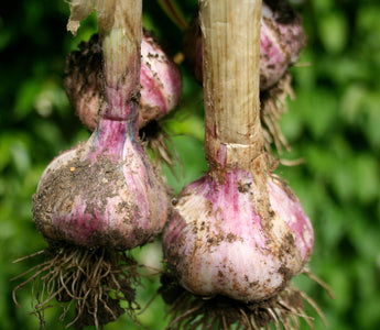 What Vegetables Can I Plant in January?