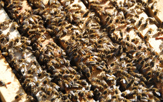 Fascinating Facts about Bees