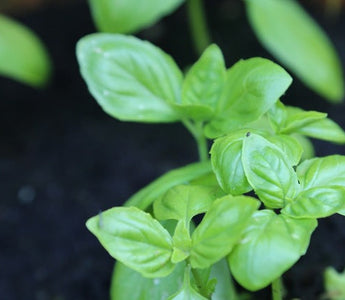 How to Grow Your Own Herbs in a Container