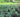 Understanding Green Manures