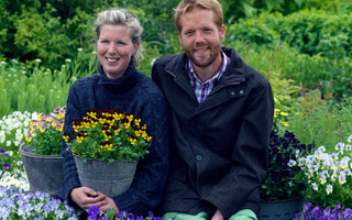 How to Grow Violas