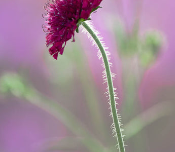 Garden Photography: An Eye Out For Weather