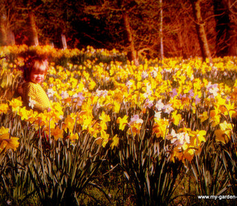 Naturalising daffodils for daffodil season
