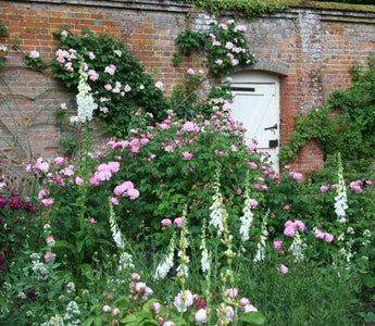 Reliable roses: secrets of success for keeping roses disease free