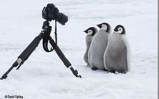 Penguins: Close Encounters