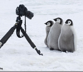 Penguins: Close Encounters