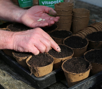 How to Sow Seeds: Sowing Tips at the Start of the Season