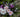Summer Foliage For Flower Arranging