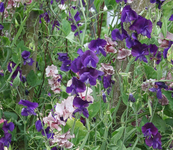 How To Grow Amazing Sweet Peas