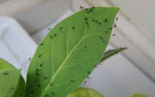 Weapons of Gnat Destruction: The Ultimate Guide to Killing Fungus Gnats