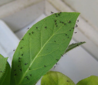 Weapons of Gnat Destruction: The Ultimate Guide to Killing Fungus Gnats