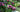 How to design and plant a low maintenance garden