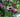How to design and plant a low maintenance garden