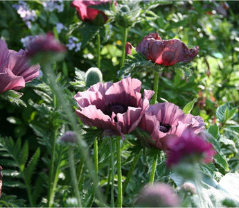 How to design and plant a low maintenance garden