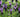 Success with lavender