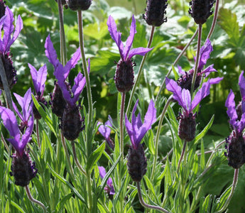 Success with lavender
