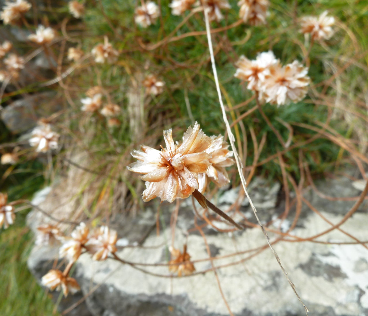 My Name is Tara Sinclair and I Abandon Allotments. And Gardens