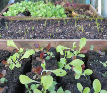 Veg growing in the time of coronavirus, sow a little happiness.
