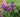 Planting for Fragrance