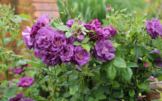 Planting for Fragrance