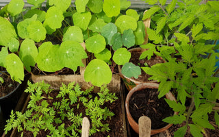 Going peat-free: The myths… busted