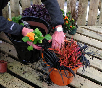 Planting pots for autumn and winter; Halloween and beyond!