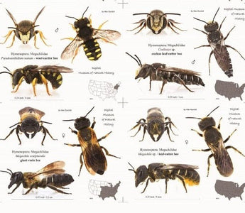A Guide to Bee Species