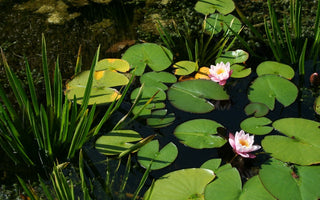 Ponds: A Fast Track To Clear, Bright Water