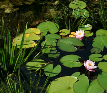 Ponds: A Fast Track To Clear, Bright Water
