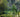 Forest Gardening Explained