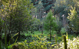 Forest Gardening Explained