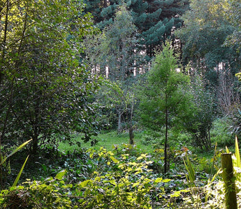 Forest Gardening Explained